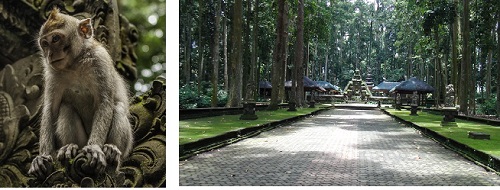Sangeh - Majom erdő